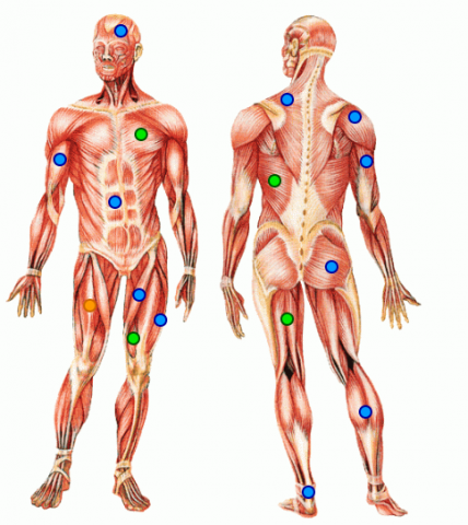 Muscle Lesson: Student Handout